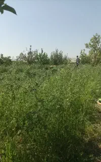 یونجه خالص چین دوم