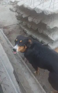 سگ پیدا شده