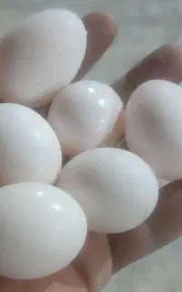 فروش ۱۵ عدد تخم کبوتر تازه