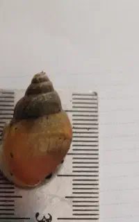 حلزون آلبینو آچاتینا