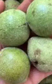 گردو