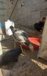 جوجه محلی