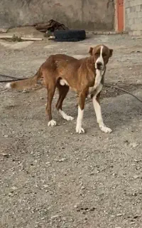 یجفت سگ خراسانی