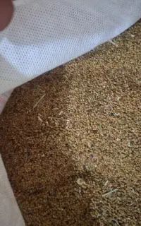 بذر یونجه پا بلند اصلی