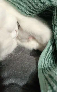 بچه گربه (نژاد پرشین اسکاتیش)