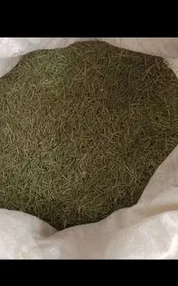 رزماری خشک اکلیل کوهی دمنوش انواع بیماری