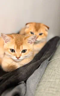 گربه اسکاتیش بریتیش