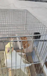یک جفت عروسی هلندی