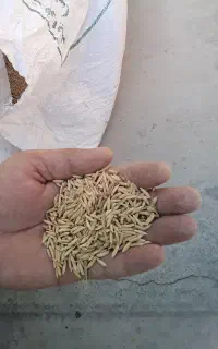خریدار شالی فجر دمسیاه