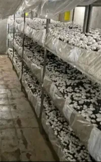 کود کمپوست مخصوص باغ