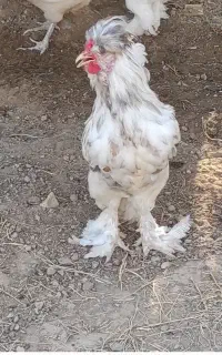فروش خروس جوان و زیبا