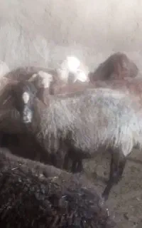 میش آبستن