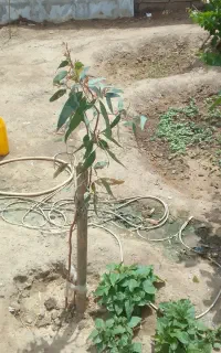 پیوند درخت پسته