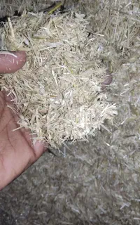 کاه گندم