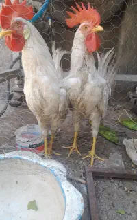 دو عدد خروس