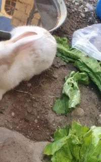 خرگوش ماده معاوضه با خرگوش نر