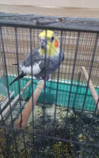 یک عدد عروس هلندی نر