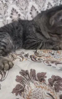 گربه 3ماهه