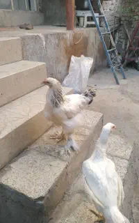 برهما جوان