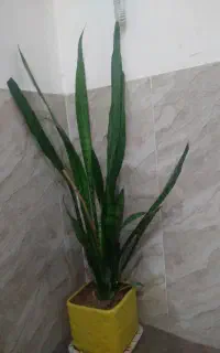 گل سانسیوریا با گلدان سرامیکی