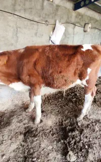 گوساله نر سمینتال اصلی