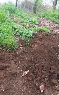 فروش کود درجه یک (قدیمی)الک شده