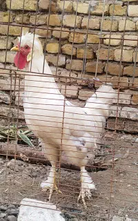 خروس سلطان