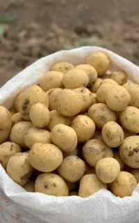 بذر پیاز و سیب زمینی بذری یونجه عدس محلی