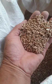 گندم قرمز بوجار شده