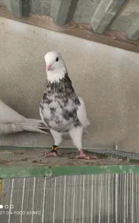 کبوتر طوق