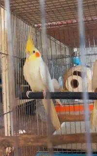 جفت عروس هلندی مولد