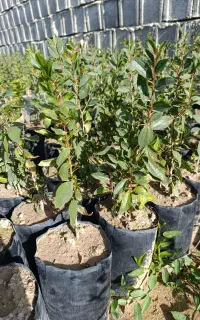 نهال کنار چهار فصل