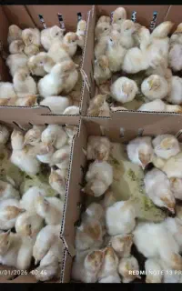 جوجه گوشتی نژاد راس آمریکایی