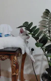 گربه