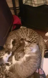 بچه گربه