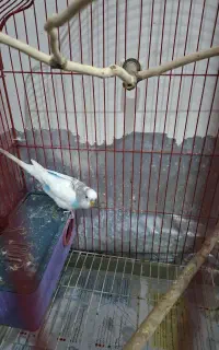 مرغ عشق
