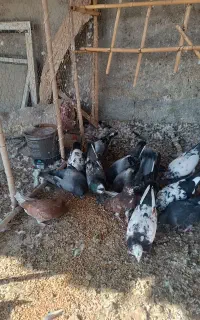 کبوتر