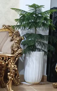 گل مطبق