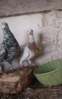 2جفت سرور درجه 1