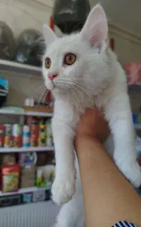 پرشین