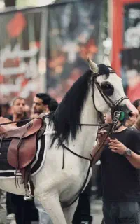 اسب نریان اصیل ایرانی