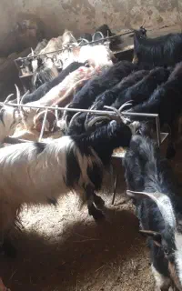 بز میش بره بزغاله گوسفند