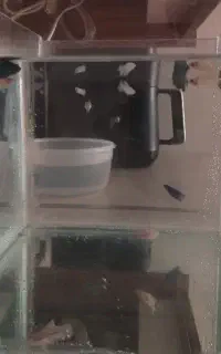 ماهی های فایتر آکواریوم