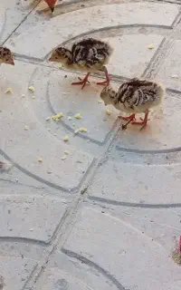 جوجه بوقلمون