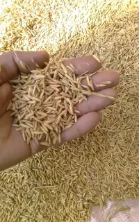 شالی و کاه شالی