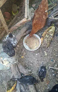 جوجه