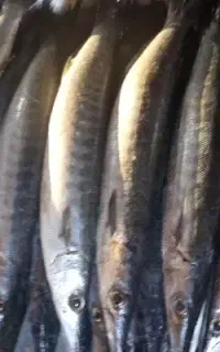 دولمی هندیجان صید روز