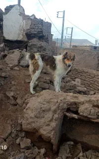 سگ برای گله