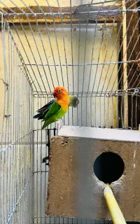 کوتوله برزیلی اپلاین