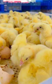 جوجه مرغ نژاد سنگین وزن راس صادراتی